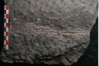 Foto (Detailansicht) von Stigmaria sp.  (NHMW-GEO-2024-0188-11250)